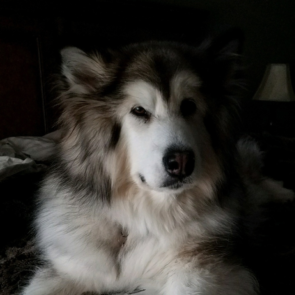 Meet your Posher, Monica